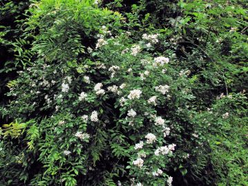 林縁や河原など日当たりのよい場所に生育し、茎は長く伸びて他の植物に寄りかかるように生育する。