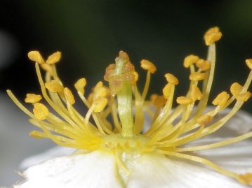 雄しべは雌しべを取り囲むように多数ある。 雌しべの花柱は日本のノイバラの仲間（節）では唯一、無毛である。