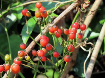 果実は直径6～8mmでやや光沢があり、球形あるいは卵状だ円形、秋に赤く熟す。 先端には萼の痕跡が残っている。