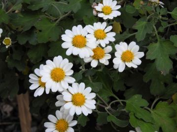 花の時期は地域によりやずれるが、岡山県では10月下旬～12月頃で、直径3～5cmの頭花をつける。
