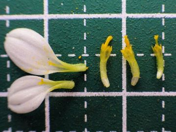 舌状花（左2つ、そう果部分がちぎれている）と頭状花（右3つ）。冠毛はまったくない。