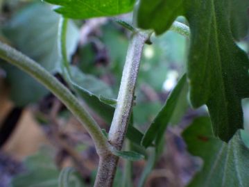 茎の上部は白毛が密生する。葉柄の付け根には托葉がある。