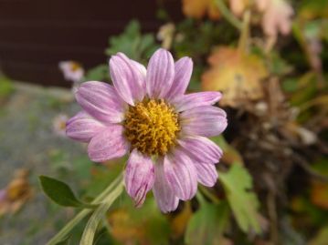 筒状花（両性花）がすべて開花を終える頃になると舌状花が淡紅色に変化する。