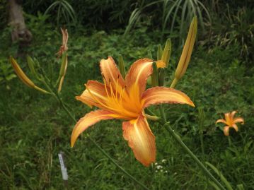 花被片は6枚、先は反り返り、6本の雄しべと1本の雌しべがある。 花筒は３～4cmあり、ヤブカンゾウなどより長い。