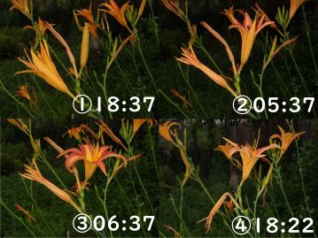 花は1日花だが、夕方に咲き、明け方にしぼむユウスゲとは逆で、明け方に開き、夕方にしぼむ。