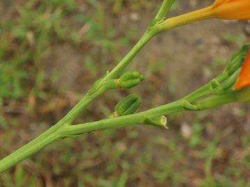 開花後に出来た若い果実。 ２倍体で結実可能だが、ほとんど結実せず、果実はこのまま干からびて落下する。