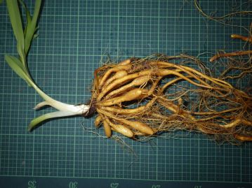 栽培条件下の観察では、生育初期の根には紡錘形の膨らみが見られるが、株が大きくなると膨らみは減少する。 