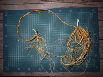 根茎を長く伸ばし、先端に新株を作って増殖する。 同属のユウスゲなどはこのような長い根茎は持たない。