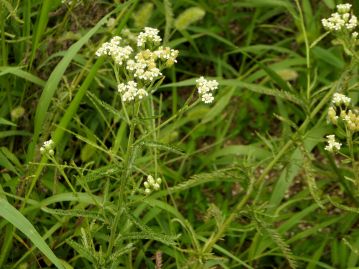 日当たりの良い山地草原に生育する多年草。7～9月にかけて、茎頂部の花序に小さな白色の頭花を密につける。
