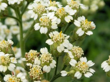花期は7～9月。頭花は筒状の両性花の周囲に5～7個の白色の舌状花が囲むが、まばらな印象。