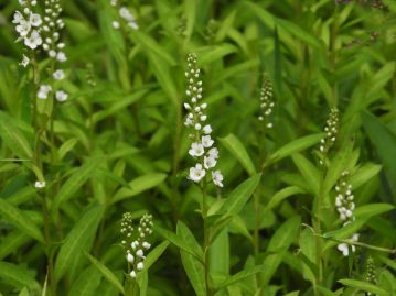 7～8月頃、茎の先に総状花序をつけ、白い花が下部より咲く。花序は屈曲せず、直立する。