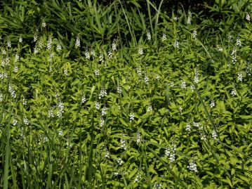 地下茎を伸ばして増え、しばしば群生する。背の高い草が茂りすぎない、中栄養な環境が生育適地である。