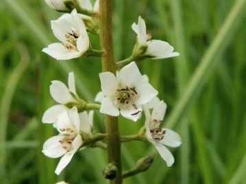 花冠は深く5裂し、雄しべは裂片に対して対生する。花の内部の黒いものはハネカクシ（昆虫）の一種。