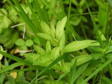 葉は互生し、長さ4～7cm、幅1～1.5cmの披針形または倒披針状長楕円形で、先は短く尖る。