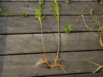 地下茎でつながった株。中国名は「紅根草」というがそれほど赤くはなく、乾燥すると赤茶色になる程度。