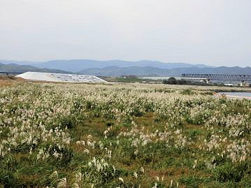 河川敷に広がるオギの群落。ススキは乾燥地を好むが、本種は湿地を好み、地下茎を長く伸ばして広がる。