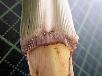 イネ科植物の葉の基部と葉鞘の接続部には葉舌があり、本種の葉舌は毛状に細かく裂けた状態である。