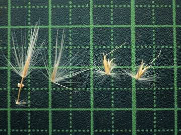 オギの小穂（左2つ）とススキの小穂（右2つ）の比較。ススキの小穂の先から伸びているのが「芒」。