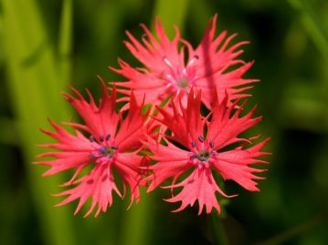 オグラセンノウの花。ナデシコ属ではないが、花弁の先は細かく切れ込み、カワラナデシコの花にも似た印象。