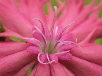 花は雄性先熟。写真は雌性期。花弁の舷部基部には、1対の付属体があるが、花弁とほぼ同色のため目立たない。