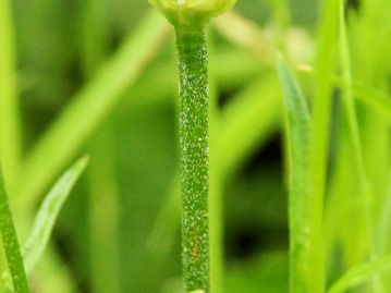 茎には下向きの短い毛が密生しており、触るとざらついた感触がある。