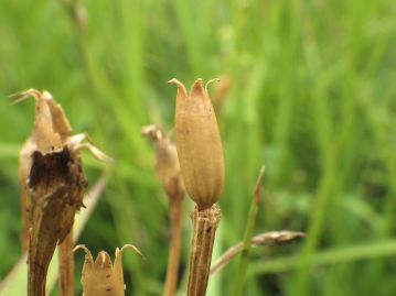 果実は乾燥して裂開する「蒴果」でやや長めの俵形。当園では8月中旬頃には熟して種子を散布する。