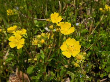 少し湿り気のある路傍などに生育し、春、鮮やかな黄色の花を咲かせる。