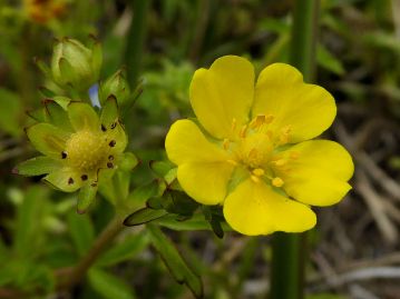 花は直径1㎝前後の5弁花。キジムシロ属の花はどれもよく似ていて花だけでは区別が難しい。