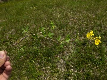 茎は長く伸びて地面をはう。花は茎の先端に集散状につく。