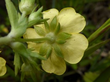 花の裏側。幅の広いものが萼片で、やや幅の狭いものが副萼片。本種はどちらも同じ大きさ。