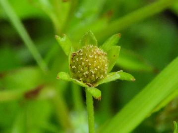 果実の様子。ヘビイチゴのように、花床はふくらまない。