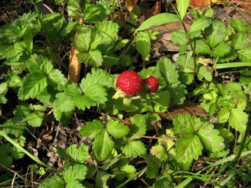 花がよく似ているヤブヘビイチゴ。葉が3出複葉で、果実がイチゴ状になる点で区別できる