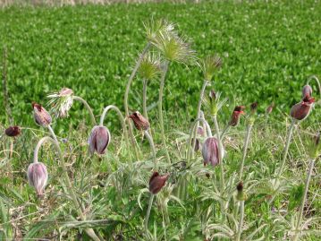 花が終わると、花茎は長く伸びて高さ30～40cmほどになる。がく片が脱落すると花柱の束が姿を現す。