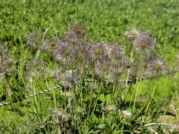 花柱には多数の長毛が密生している。果実が未熟なうちは長毛は寝た状態で、銀色に輝いて美しい。