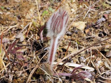 オキナグサは地方名・別名が非常に多い植物でもある。そのうちの一つ、「フデクサ」とは芽生えたばかりの花茎を筆に例えたものか。