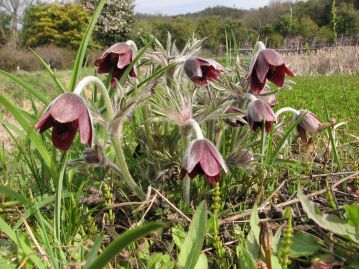 岡山など一部の地域では、「けーせー○○」といった呼び名も。妖しい雰囲気の花を「傾城の美女」に例えたものか。