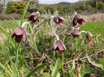 岡山など一部の地域では、「けーせー○○」といった呼び名も。妖しい雰囲気の花を「傾城の美女」に例えたものか。