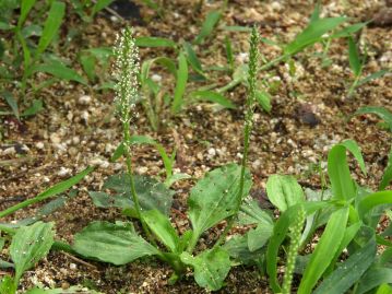 4～9月頃、高さ10～30cm程度の花茎に多数の花を穂状に付ける。 左側の花茎が雄性期、右側の花茎が雌性期。