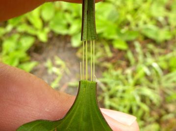 葉柄を折ってゆっくり引っ張ると、白い糸状の維管束を引き出すことができる。 丈夫な維管束を持つ本種ならではの草花遊び。