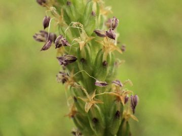 雄性期の花。 雌性期には4枚の緑色の萼と1枚の苞（先が赤い）に包まれ花冠は見えないが、雄性期になると花冠が現れる。