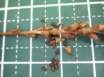 花後に出来る果実は中央で横に割れて上部がフタのように取れる「蓋（がい）果」。 種子は黒褐色、長さ1.8mmほどの長楕円形。