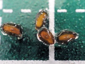 種子は水に濡れると粘液をまとった状態となり、靴の裏などに付着して運ばれることで長距離を運ばれ散布される。