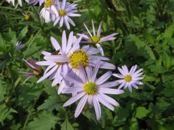 秋、比較的大ぶりな直径3～4cmの頭花をつける。花色は淡青紫色の物が多いが、濃淡がある。