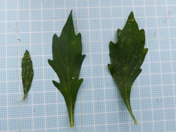 茎の中部から下部の葉には大きな鋸歯がある（中央・右）。茎上部の葉は細く、鋸歯はほとんどないか、低く目立たない（左）