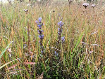 山野の草原に生育し、秋から初冬にかけて、茎の頂部や葉のわきに数個ずつ花をつける。