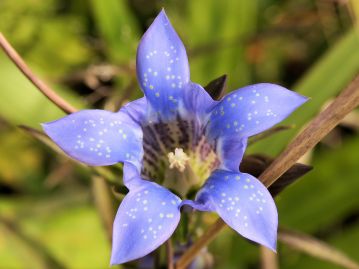 花は筒状で5裂する。裂片には白点を敷き、花筒内部には紫褐色の斑がある。裂片の間には副花冠がある。