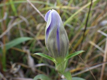 花は天気の良い日にしか開花しない。蕾の状態では花冠の先はねじれており、ソフトクリームのよう。