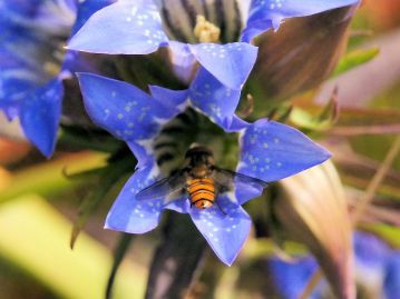 訪花したハナアブの仲間。雌しべの付け根に蜜腺があり、昆虫が潜り込むことにより花粉が運ばれる。