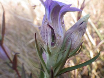 花筒の横に穴を開けられ「盗蜜」されたエゾオヤマリンドウの蕾（2010年9月 北海道）。