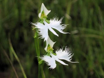 純白の花が空を舞う白鷺を思わせるので「鷺草」と呼ばれ、古来、園芸植物としても親しまれてきた花である。
